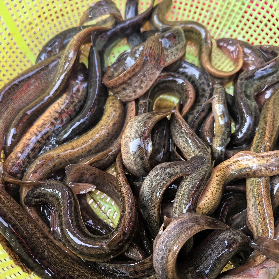 大泥鳅 约350g 油炸红烧 下饭神器