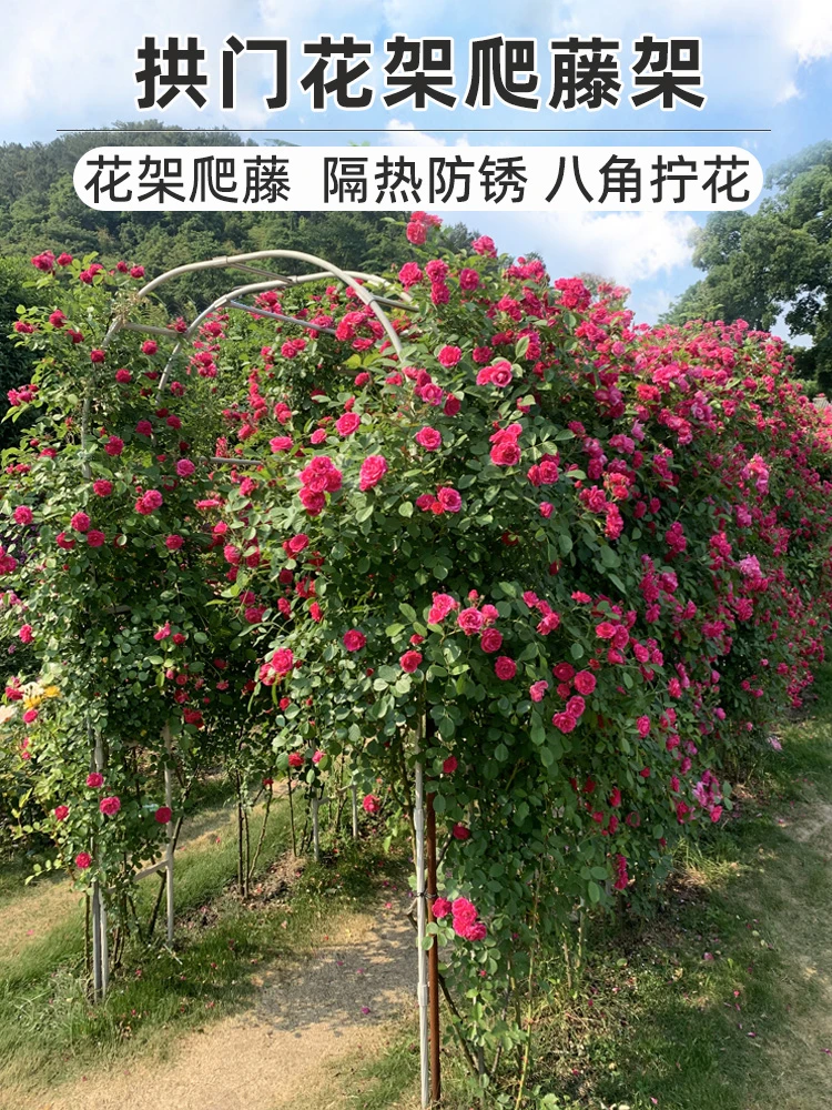 拱门花架月季爬藤架葡萄架子庭院户外镀锌包塑钢管花园拱形支撑架