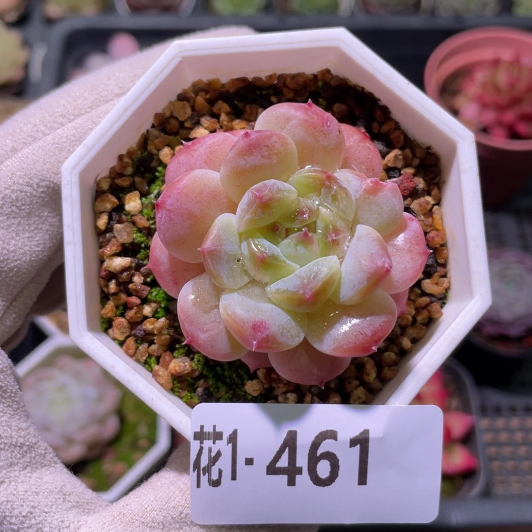 花利美1-461秘境冰魄