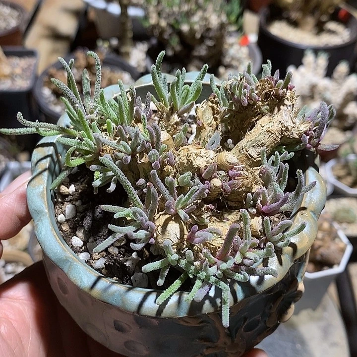 621天赐一一一一一一一一一