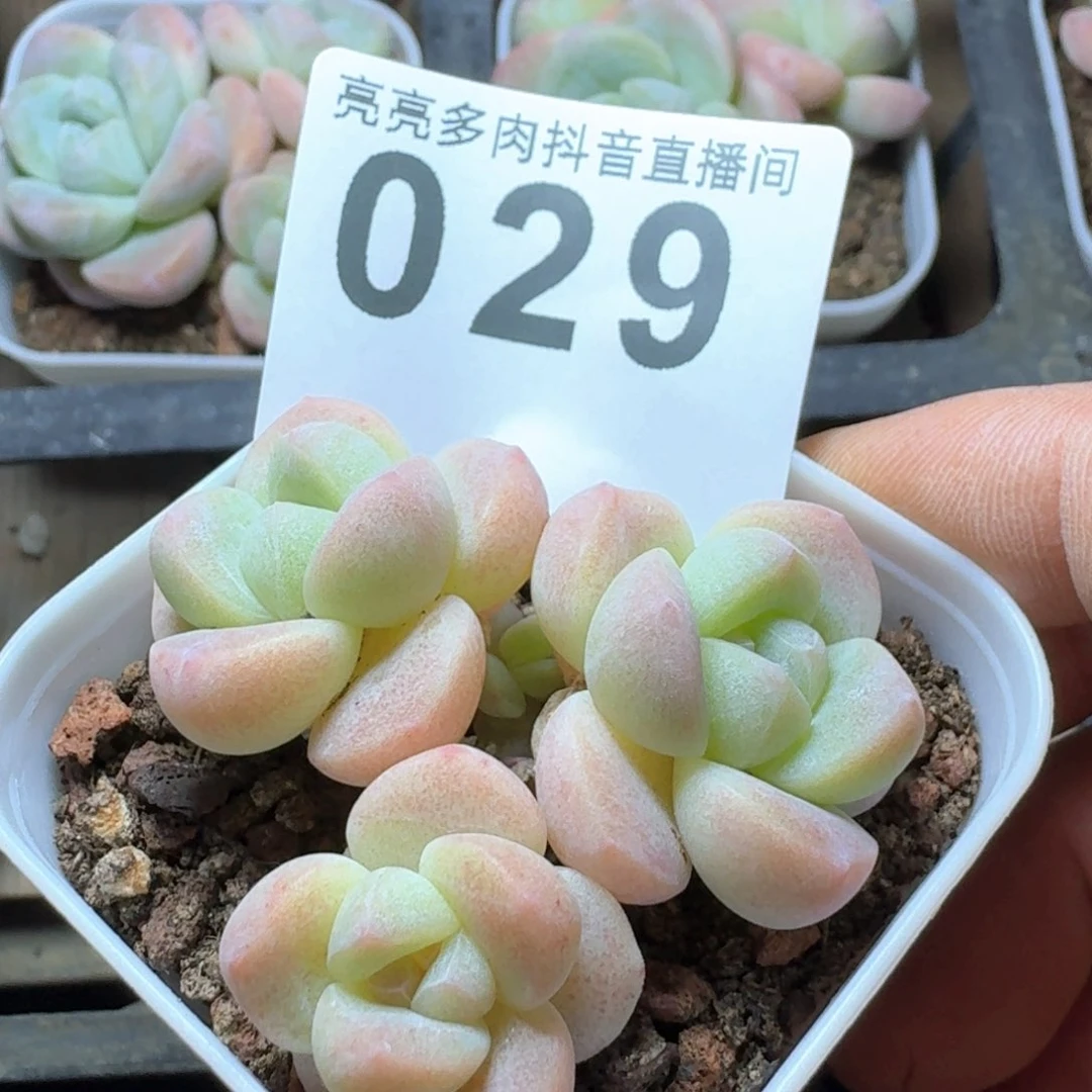 -****y小脸冰玉         多肉植物
