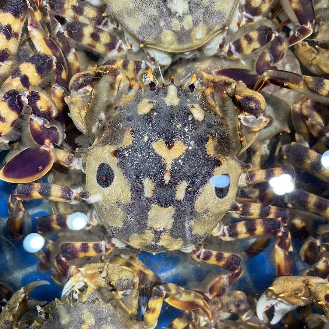 【保鲜不保活】东港纯野生中华琥头蟹 黄微苦顺丰发货