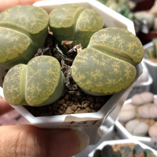 1312。群如图一物一拍