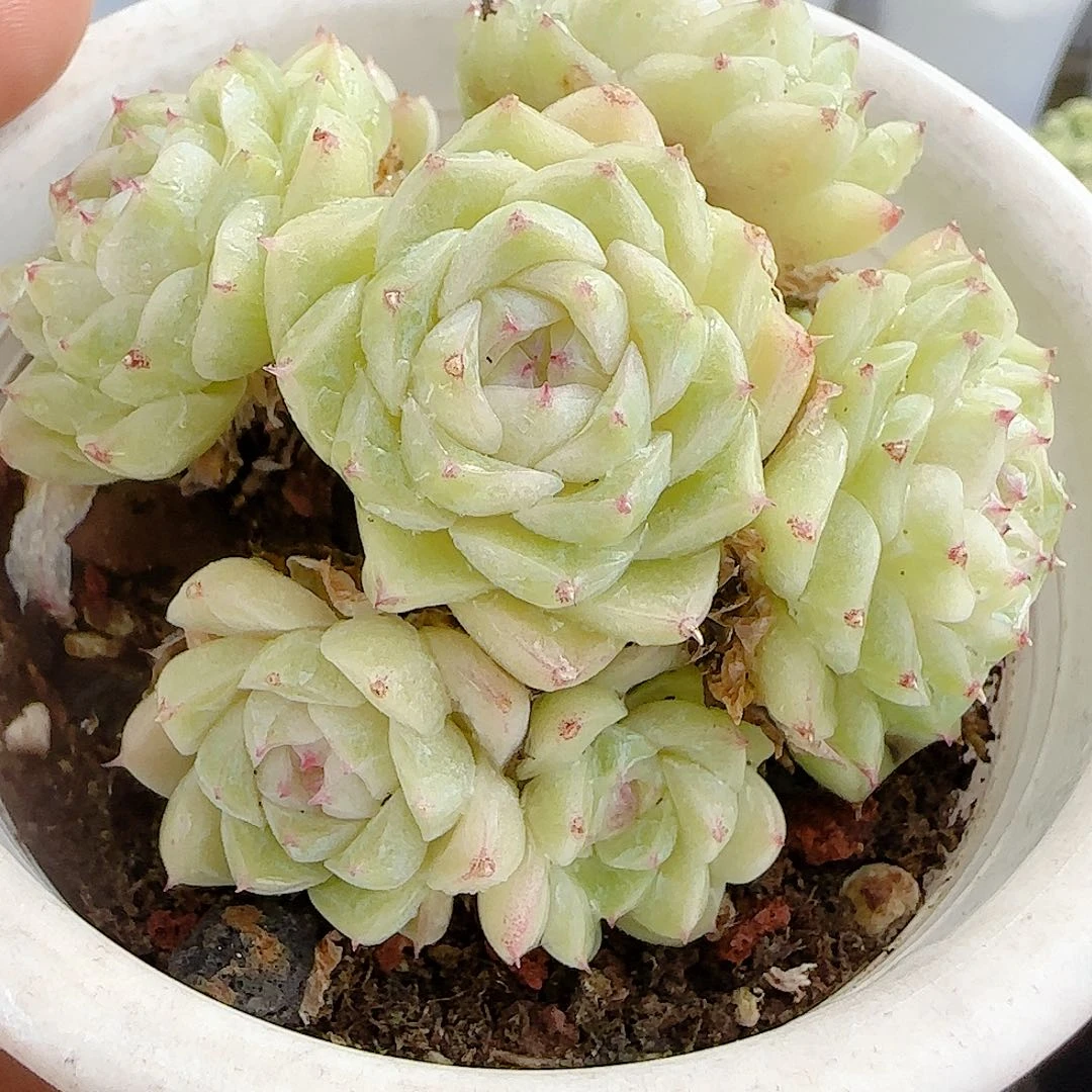 【闪购商品】1004-71包子麦杆