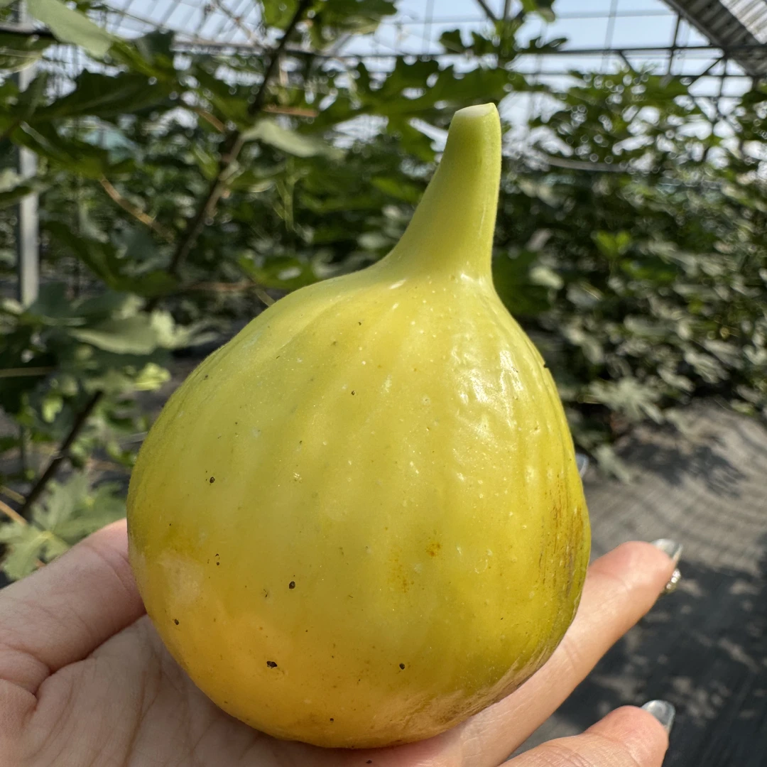 两天内发货无花果新鲜