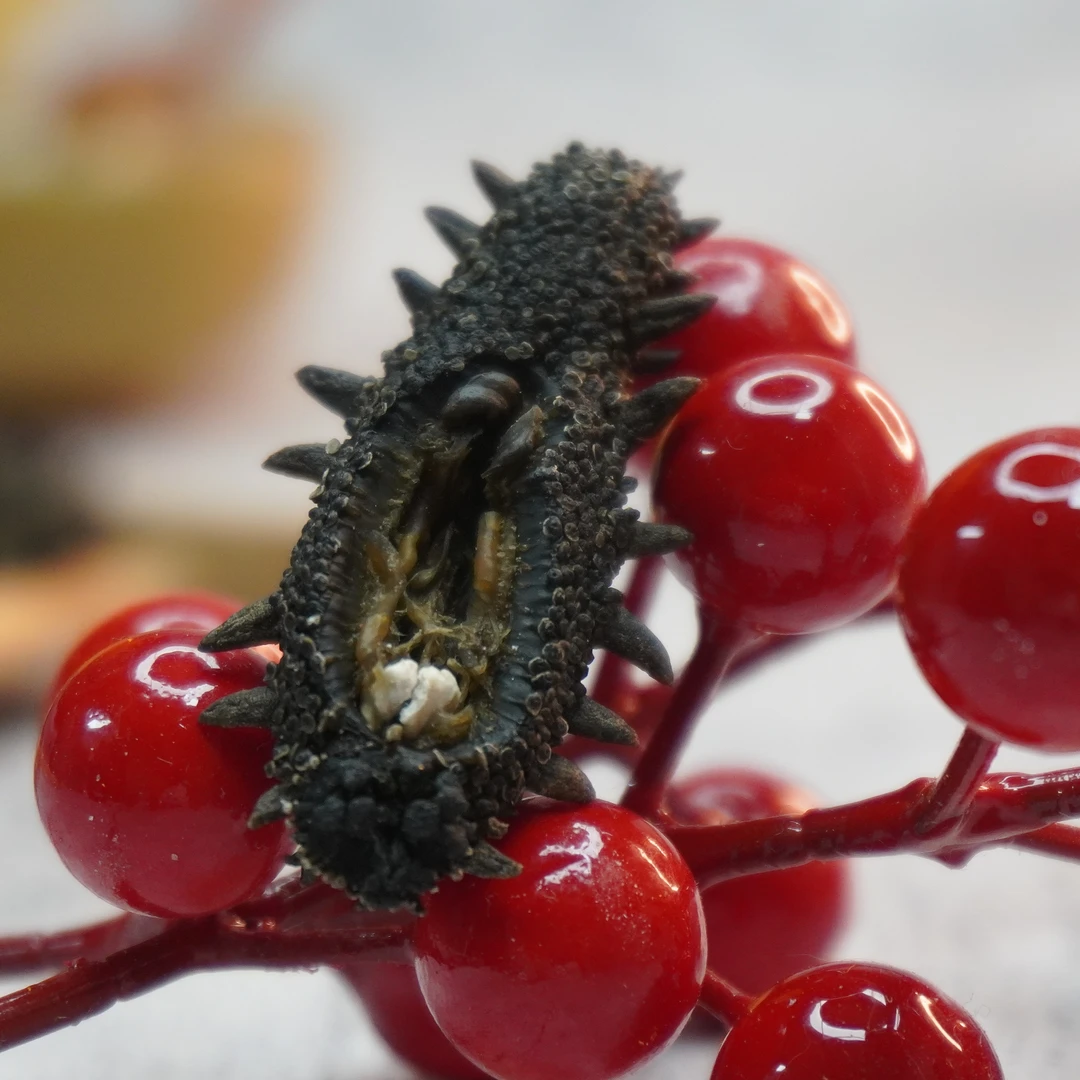 新货大连精品纯淡干海参【4】 110-130头  顺丰包邮  泡发15-17斤