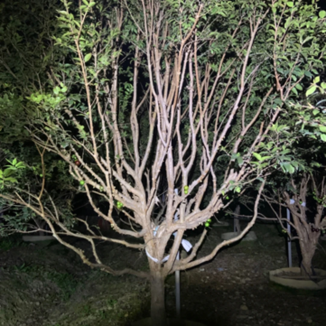精选沙巴,一物一拍