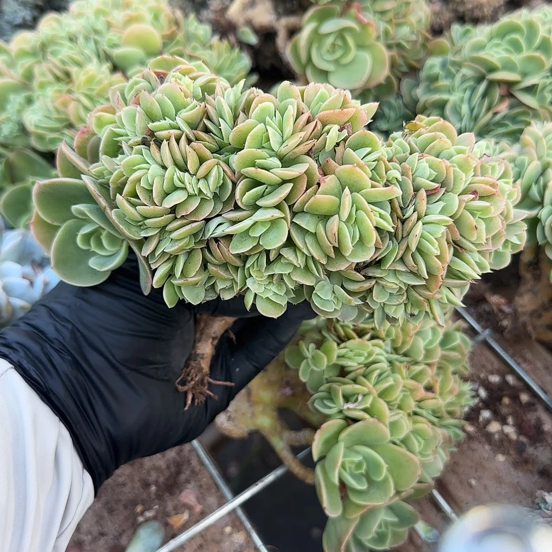 星娜塔缀化有16公分