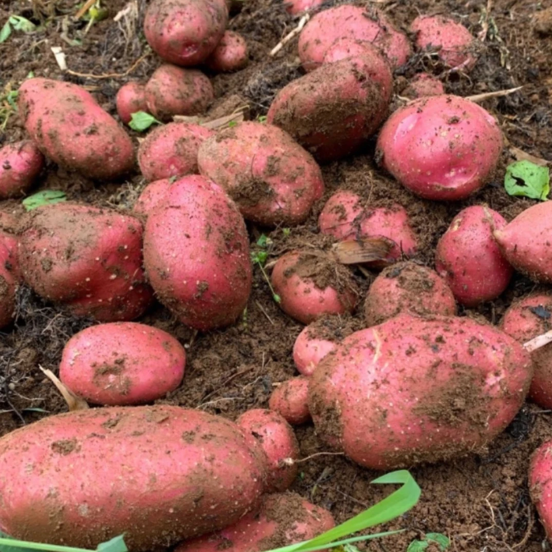 【阿东山货】云南红皮土豆