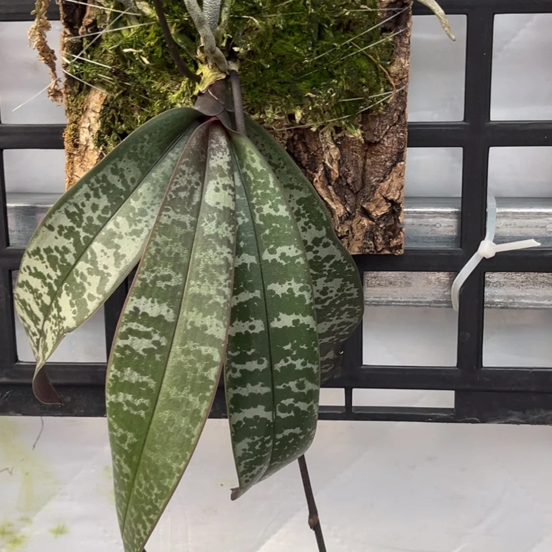 无花朵板值沙巴西花苞株
