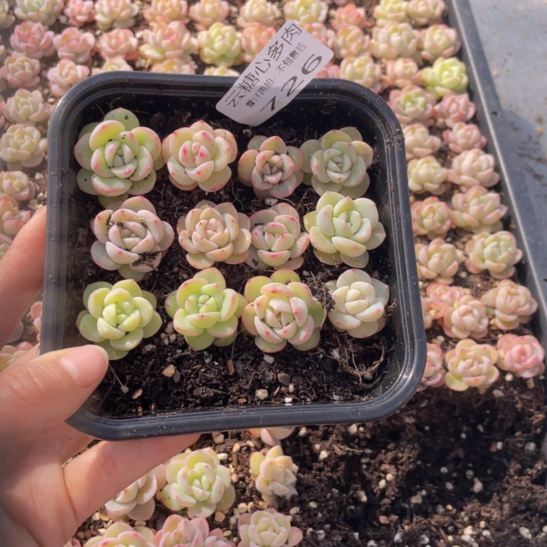 寞*寞云糖心多肉植物726