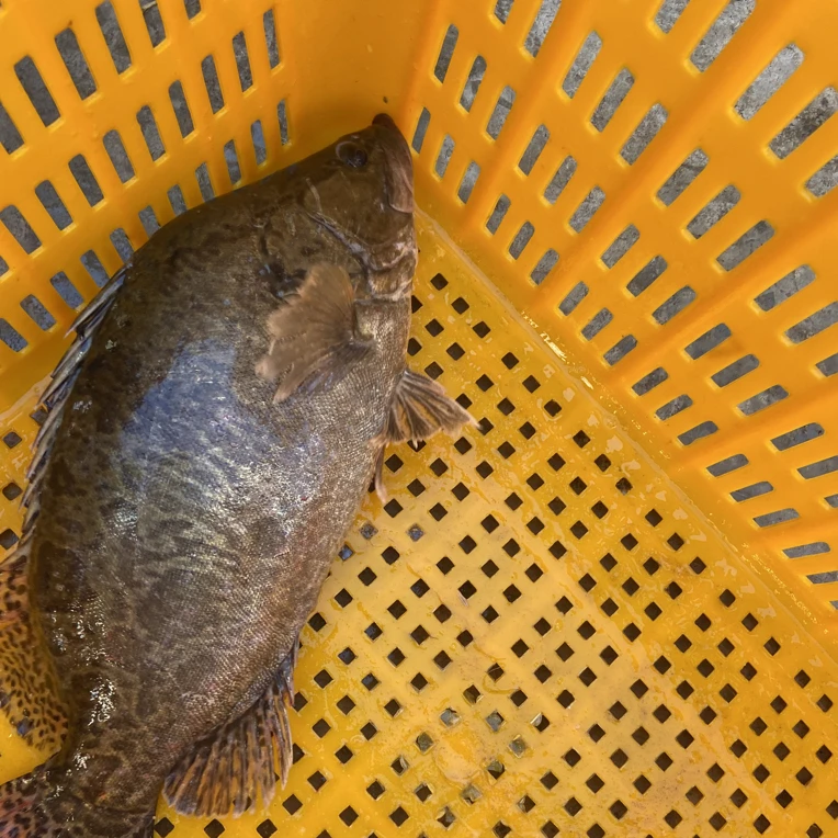 散称链接东北冷水野生奥花鱼 顺丰包邮 吉林大安发货 保鲜不保活
