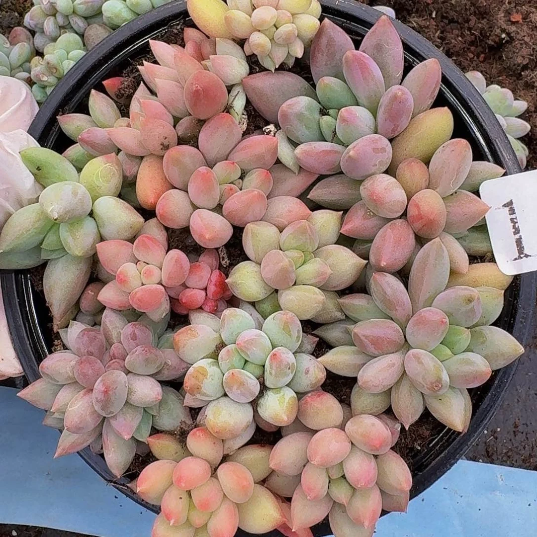 多肉植物多肉植物147