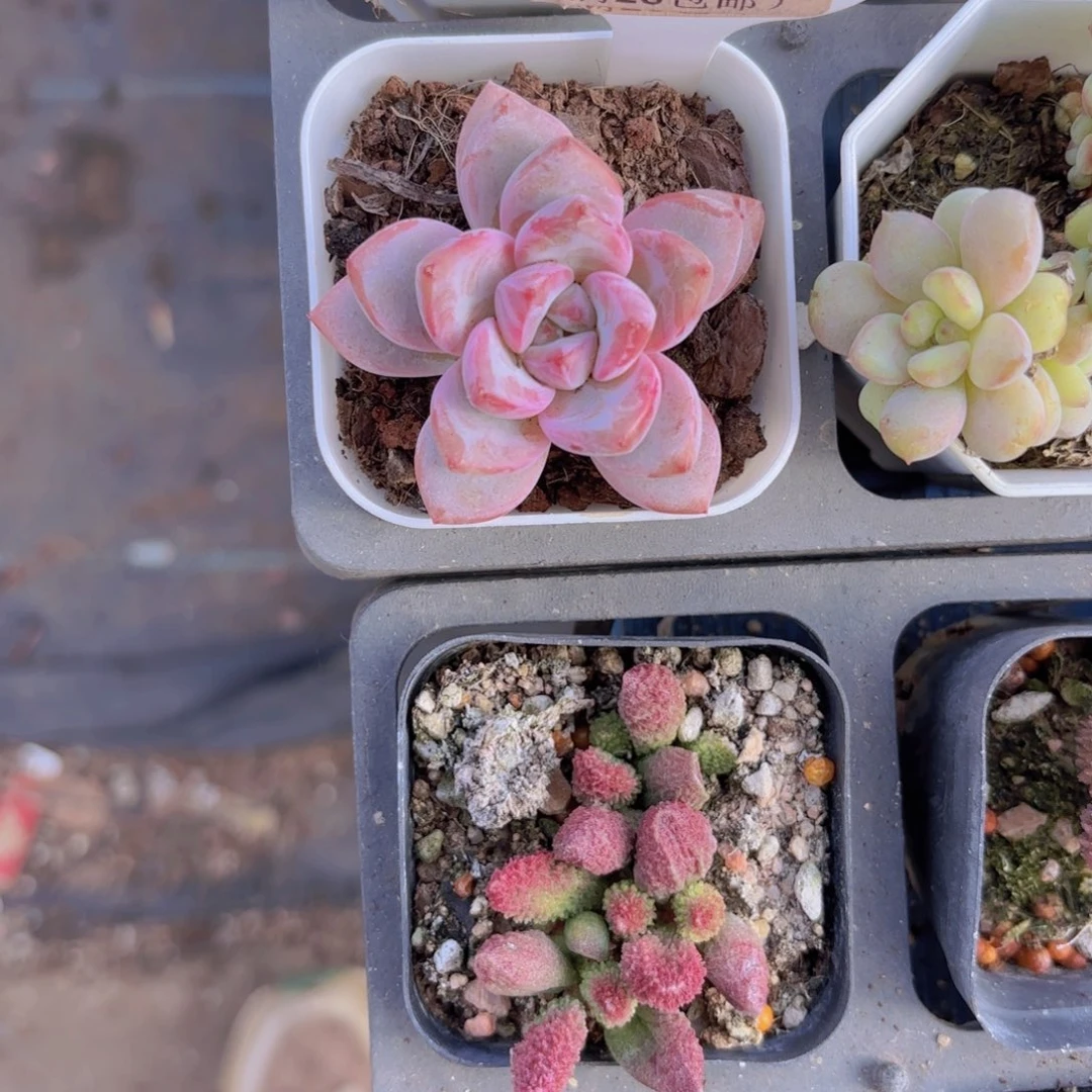 E251知否一物语拍