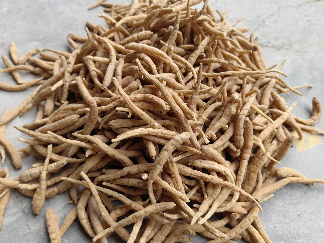 小黄土特产≈[太子参]非香菇