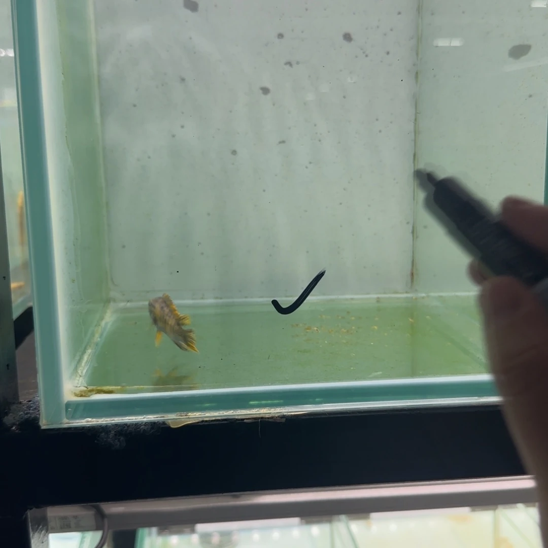 跳***．慈鲷1733号那坎mc