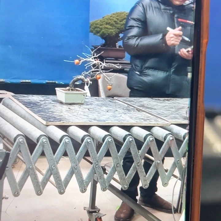 杂木盆景老鸦市一物一拍