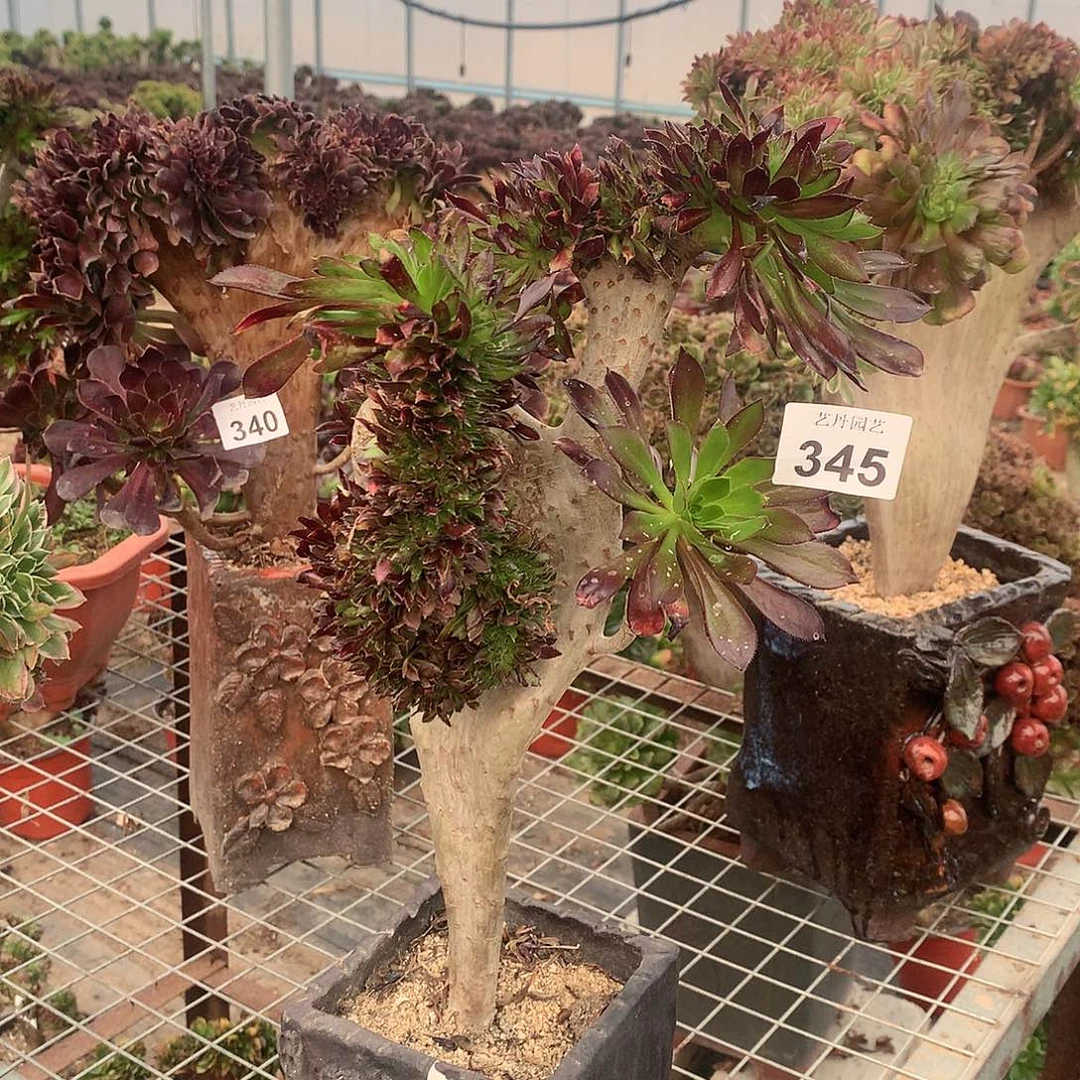 345黑法师缀化的