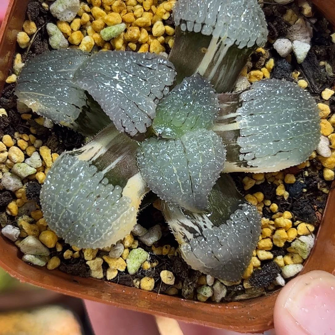 天空之境锦十二卷多肉植物