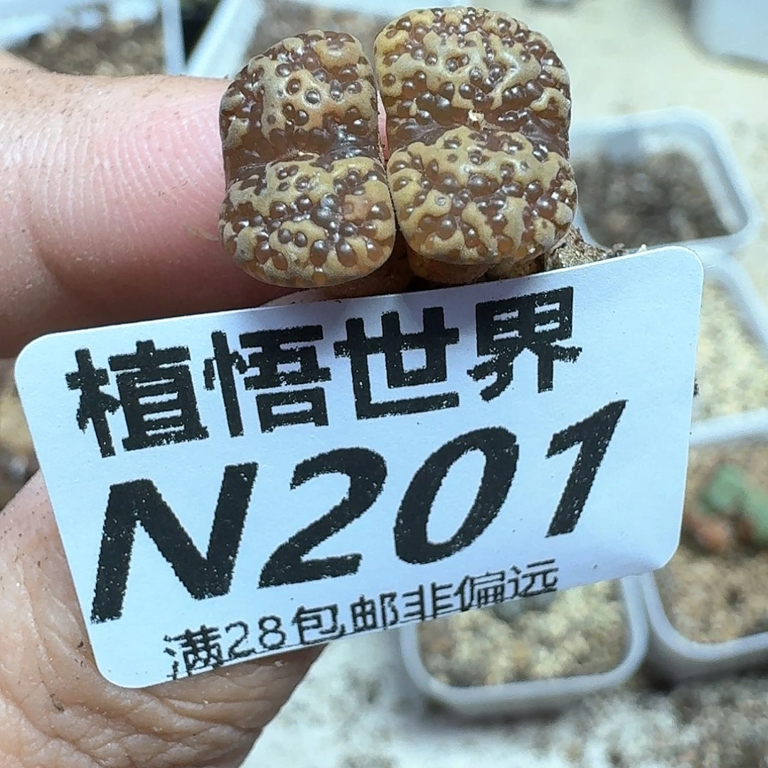 多肉植物的润泽付出