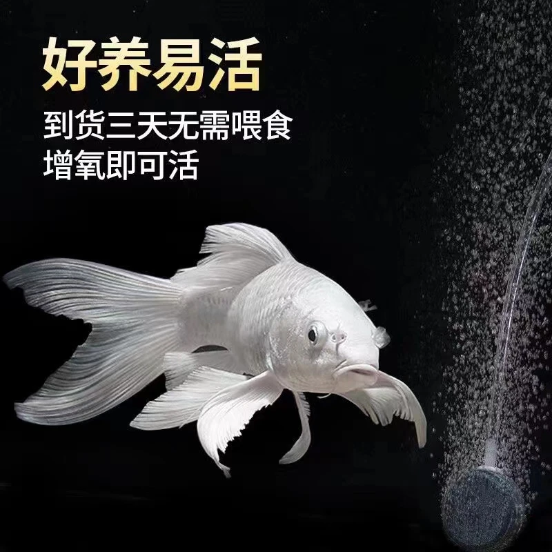 纯种蝴蝶鲤台系贵妃体石膏白普身精品观赏鱼养殖耐活饲养