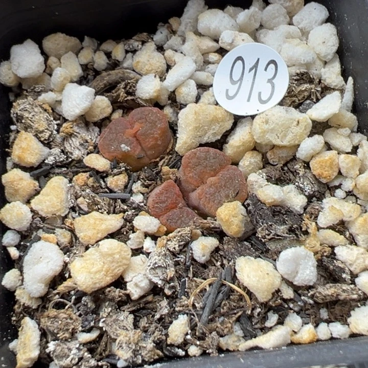 913，111111111111111