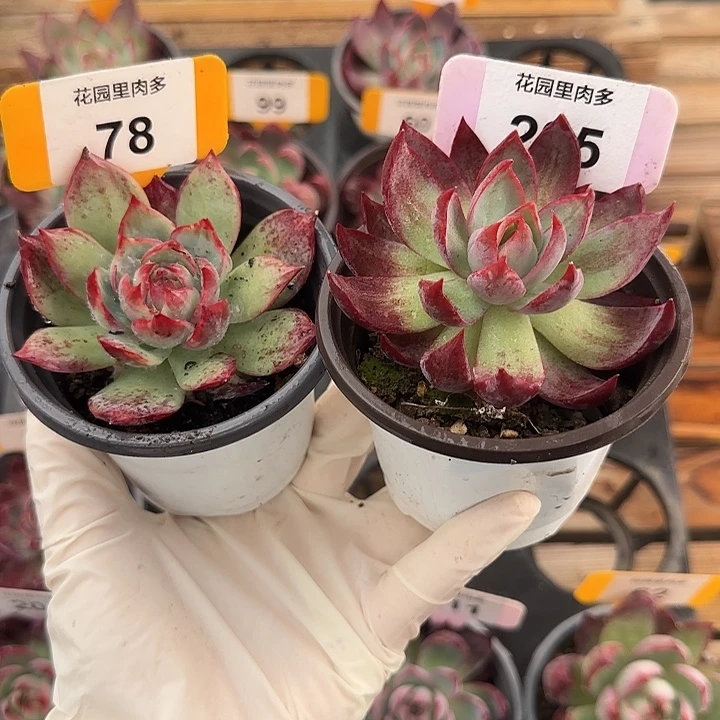 静***悟78、228 惊鸿仙子多肉植物