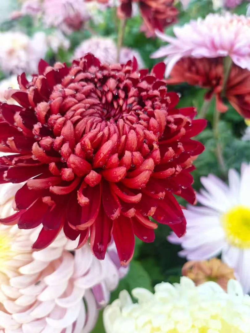 九月大菊（山海鸿福）原盆原土不带花苞发货