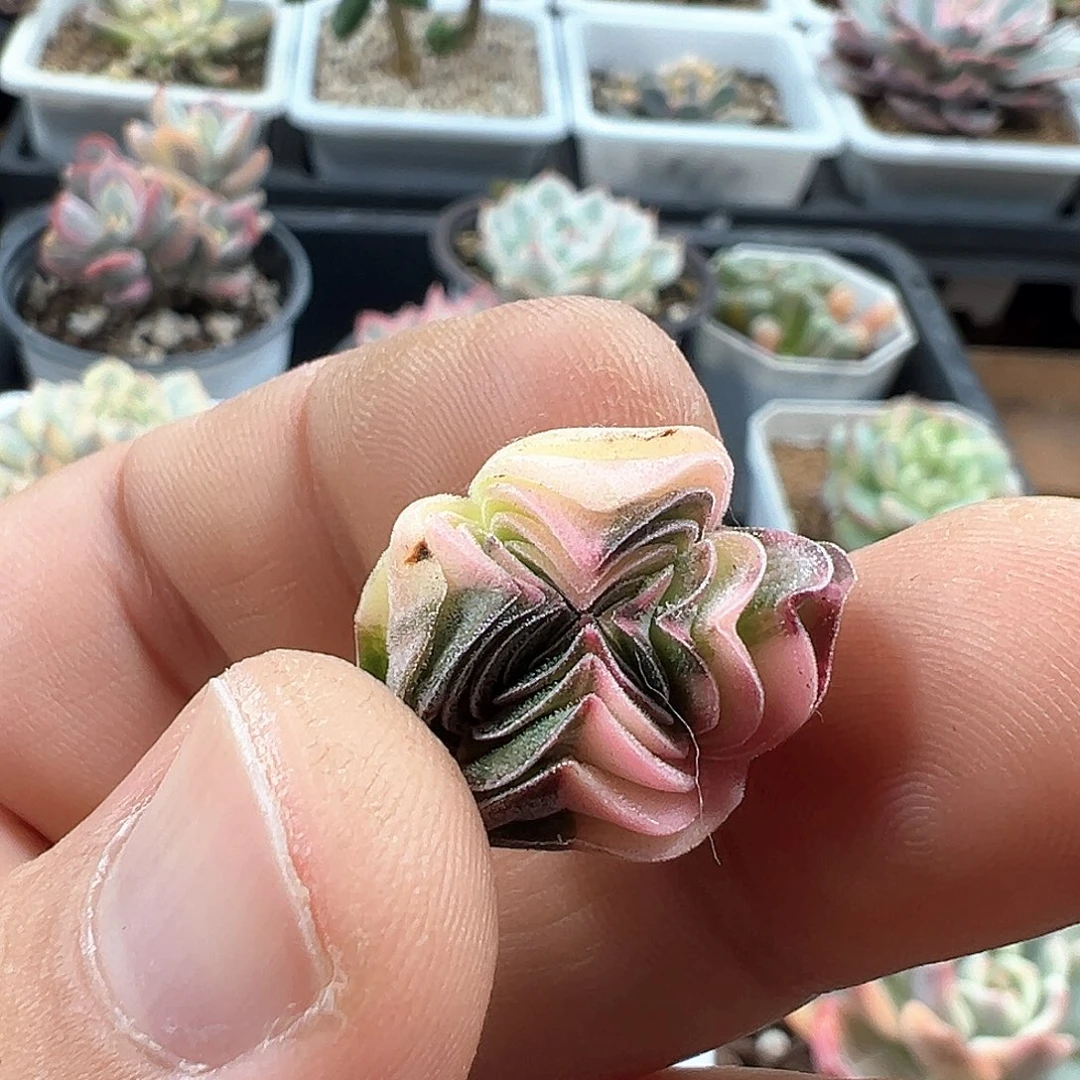 方塔锦 小方花圃一物一拍