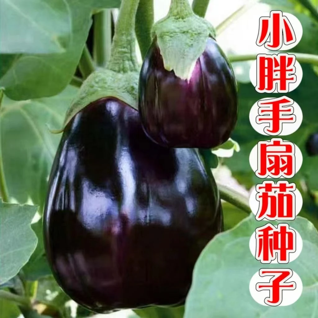 精选良种】扇茄子种籽四季茄种子阳台盆栽茄子