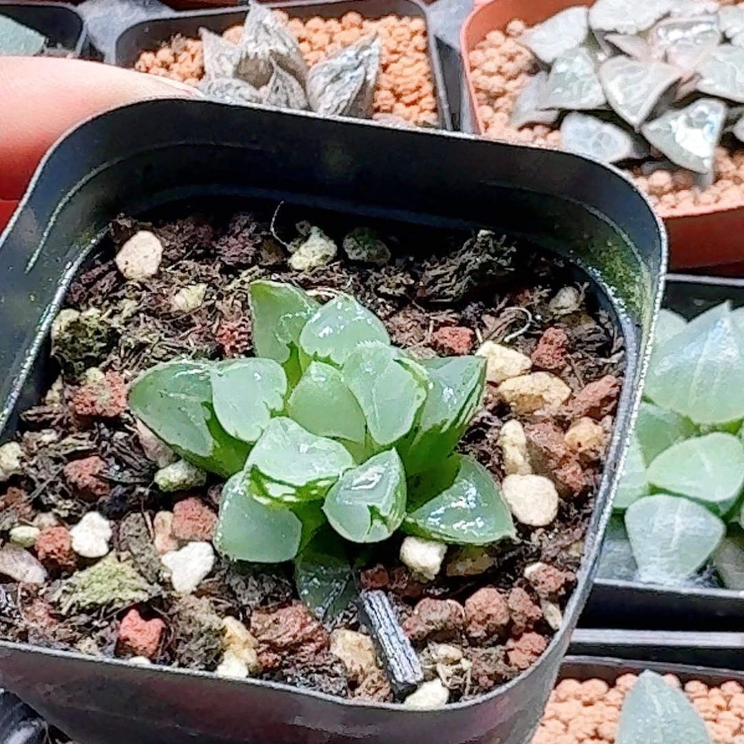 无花朵十二卷 圣诞蜡烛福利