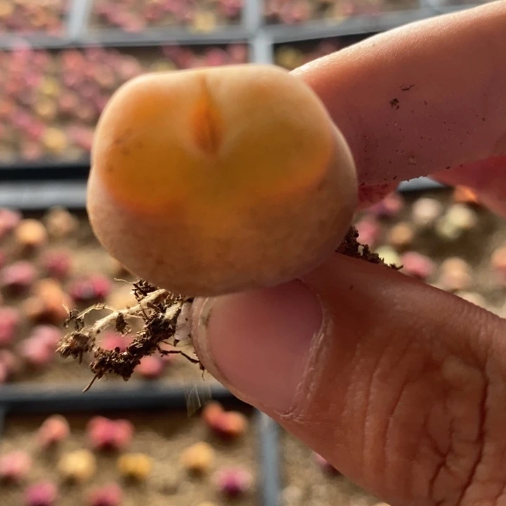 2658一颗一颗一颗