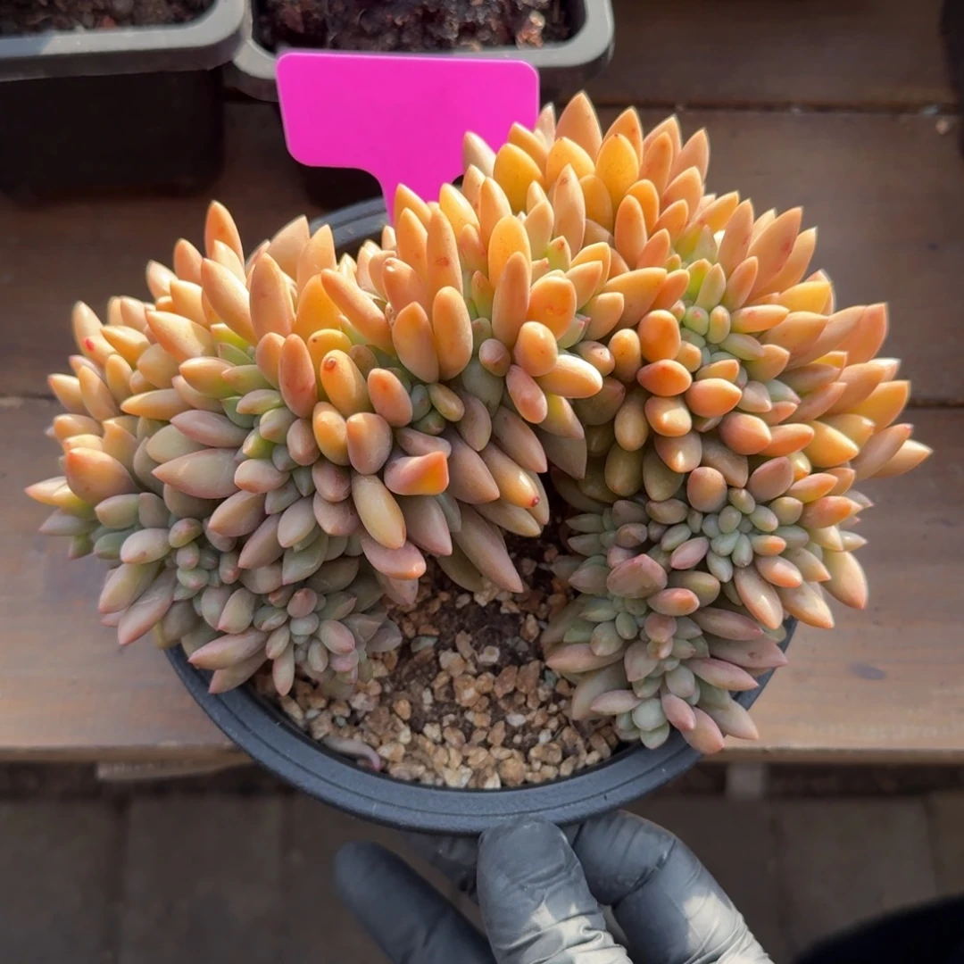 桃花源缀化11111111111111111