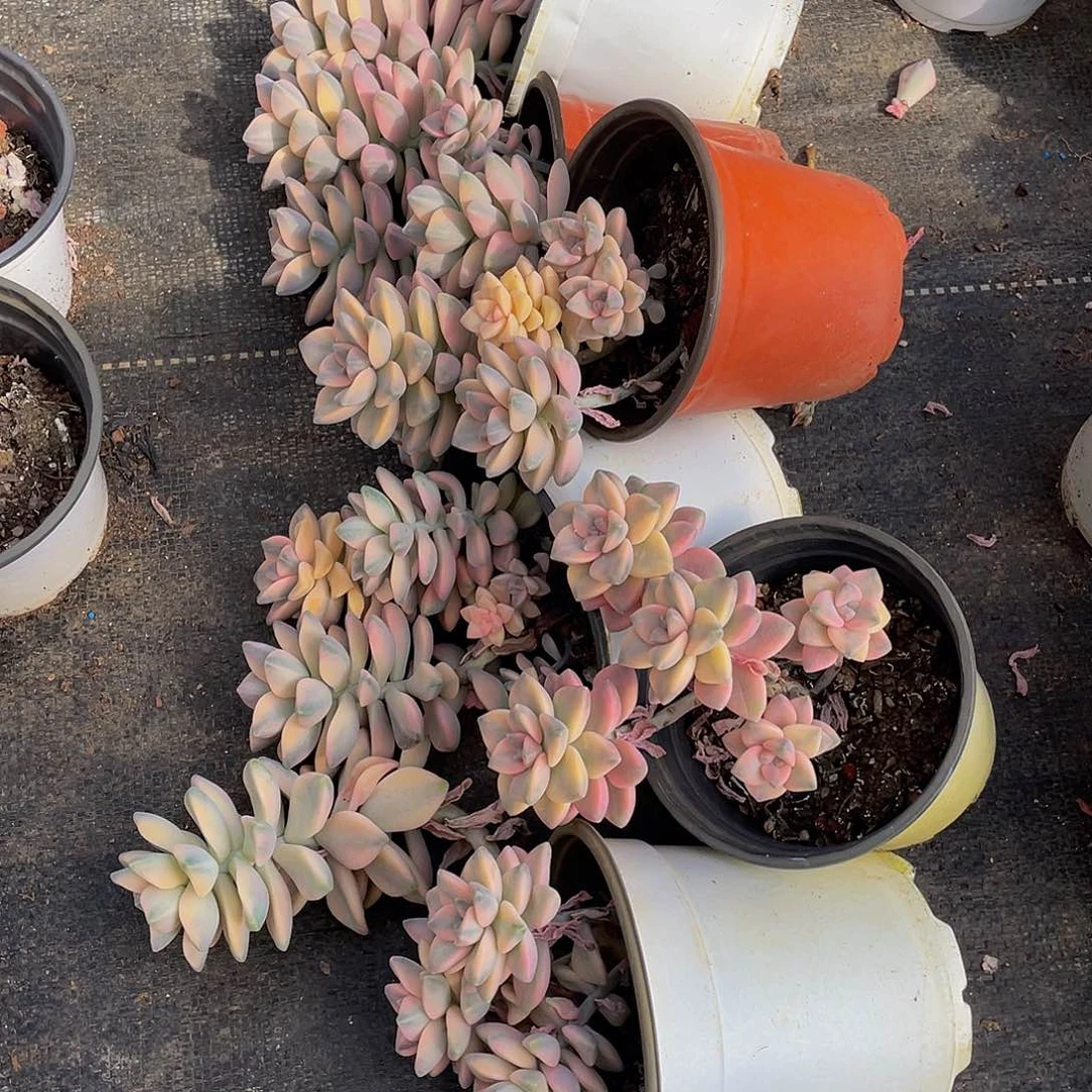 陈**?美杏锦多肉葡萄6颗