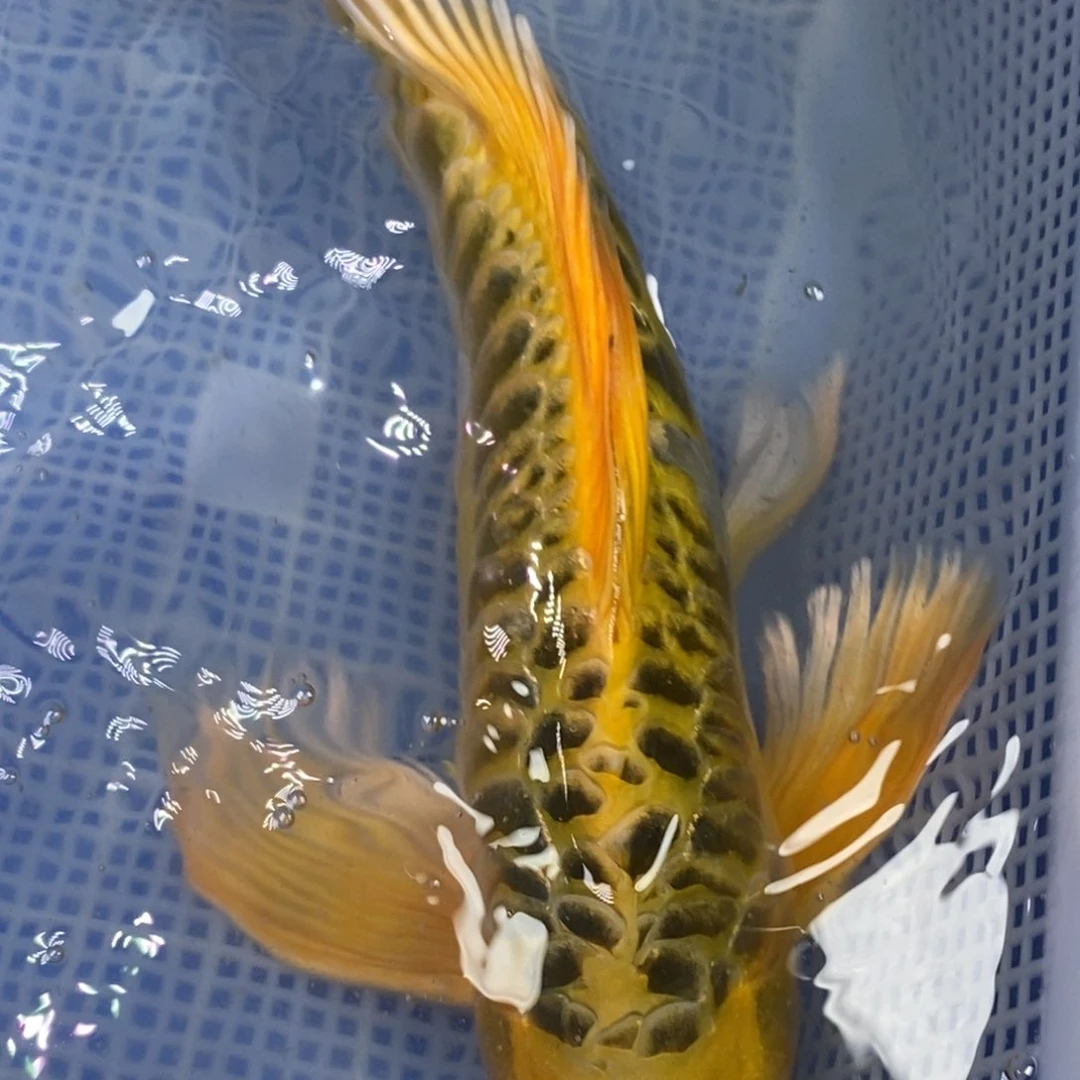 锦鲤锦鲤 开衩掉麟充血属于正常现象介意别拍