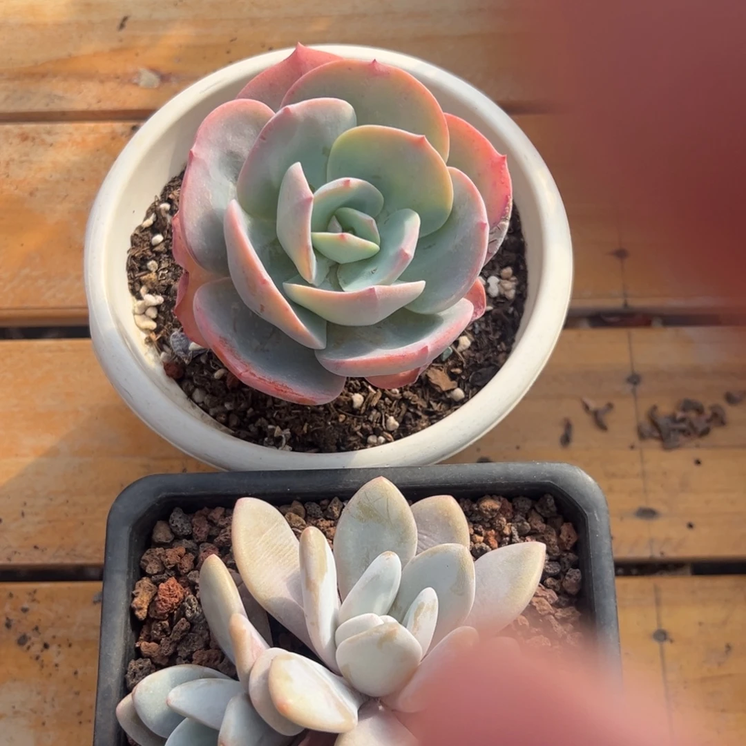 多肉单头白凤【非偏远满18包邮】