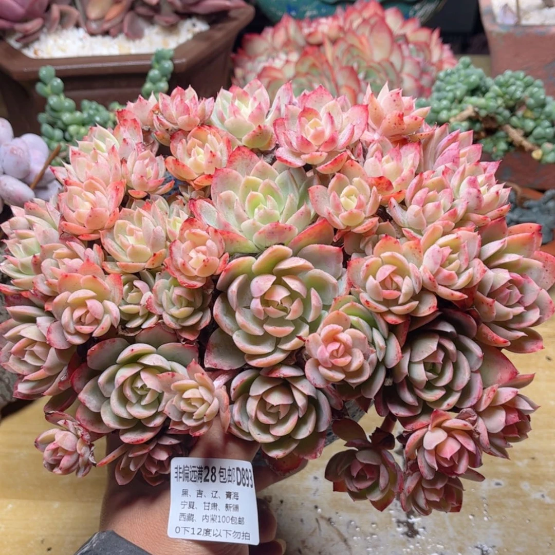 【闪购商品】893丝绸面纱