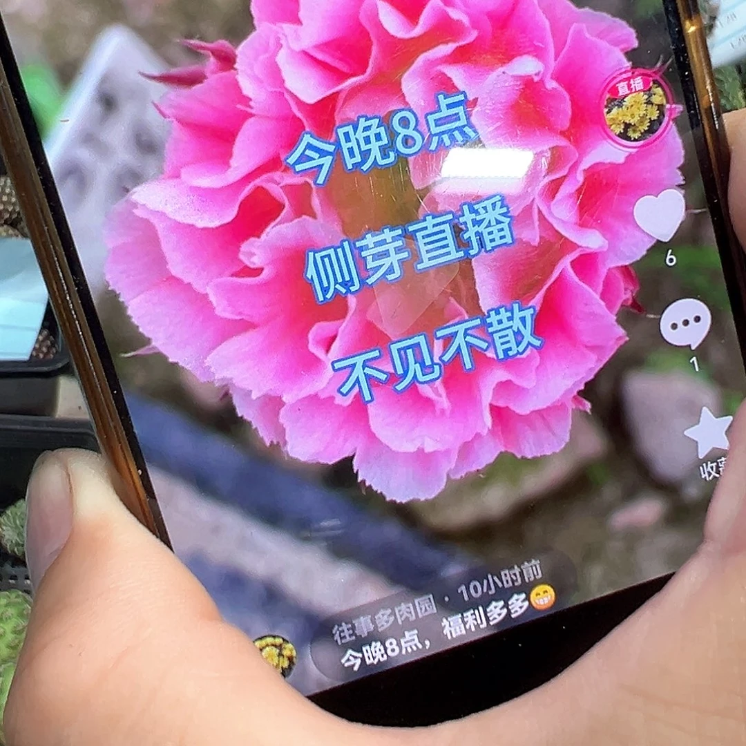 凤羽21侧芽一颗往事