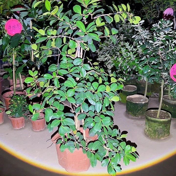 11111111111111111121