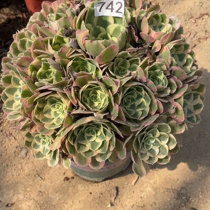 无花朵742多肉植物妖月