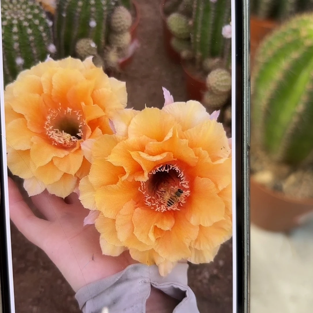 彩草5号6-7公分左右微瑕