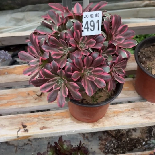 491浣纱法师不包断枝