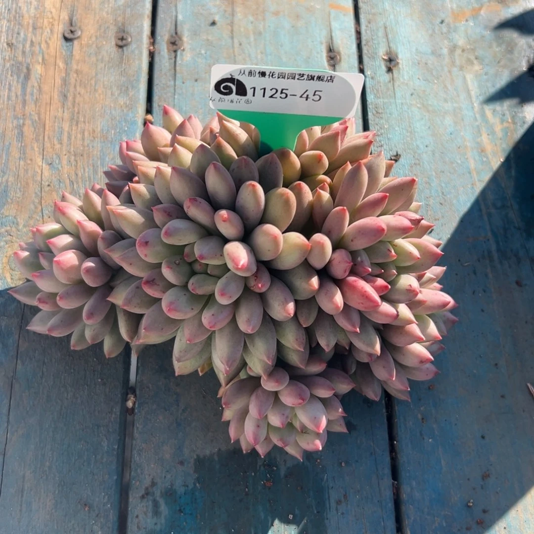 从前慢花园多肉编号1125-45