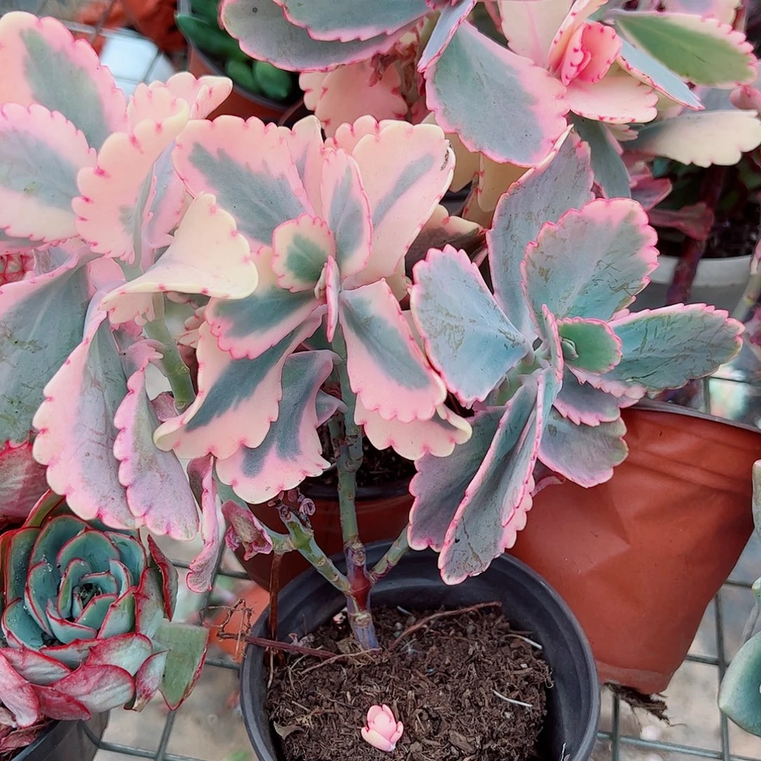 蝴蝶之舞锦多头造型