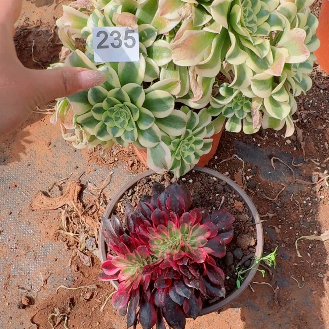 你235号236 号多肉法师植物特价活动