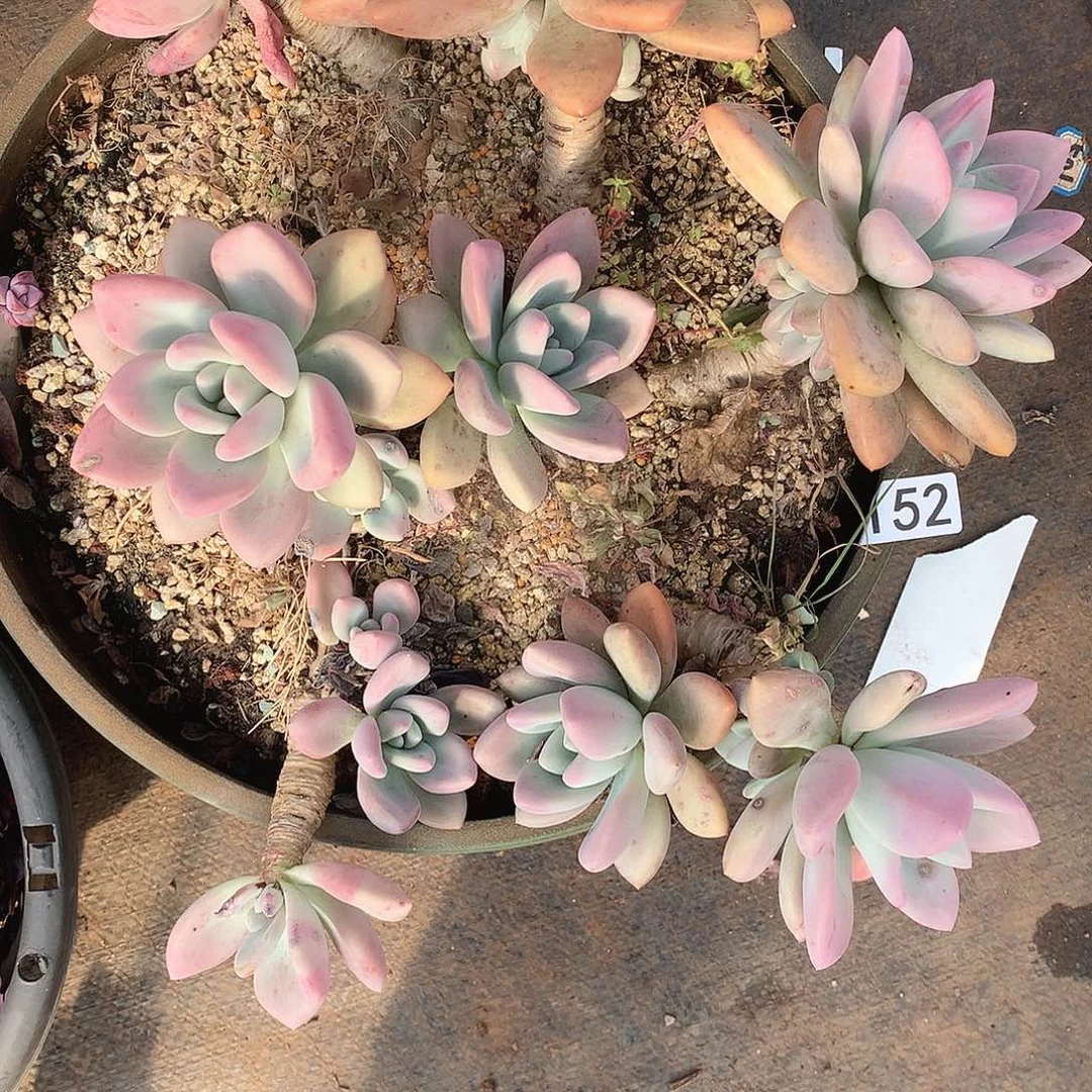 152奥普 一物一拍多肉