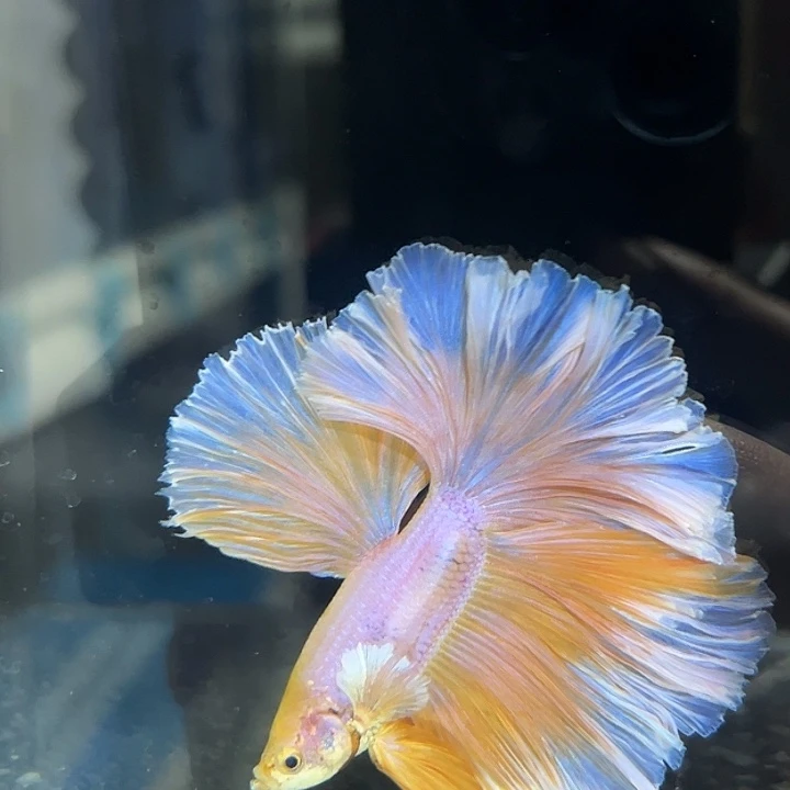 斗鱼1号大上新很少的深黄色花瓣