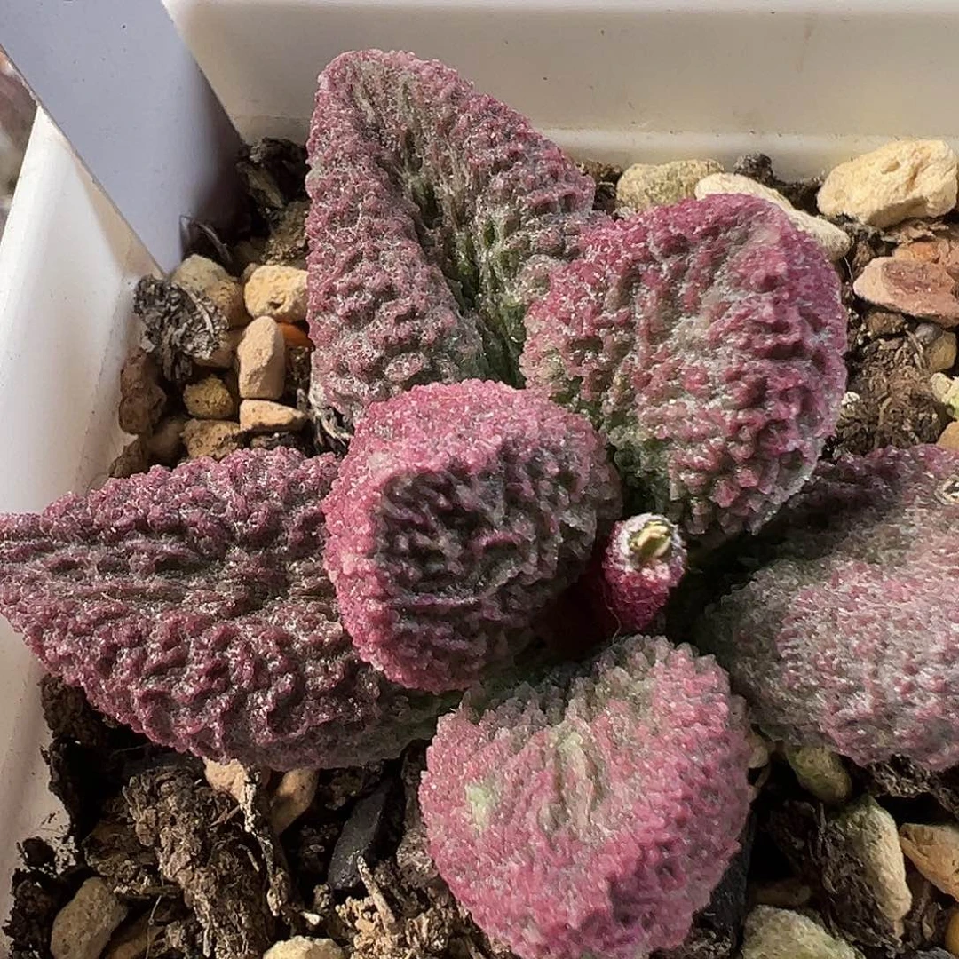 实生新品多肉水泡植物