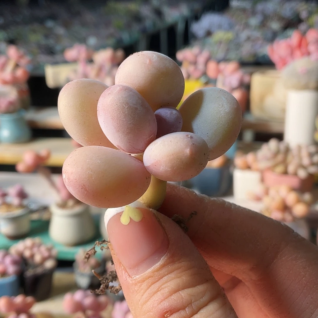 ʚ****ɞ多肉植物的生长发育与生长发育