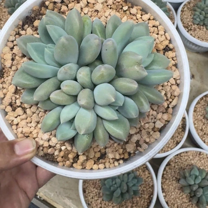 黄胖体 哥特 4头  一物一拍